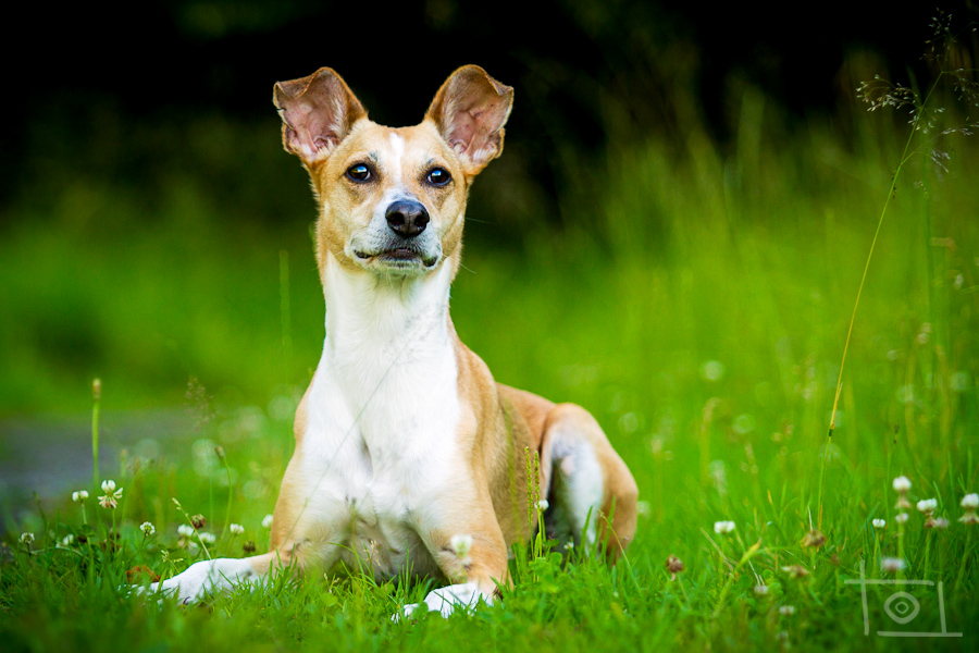 Bella (Podenco, Unbekannt) Podenco Unbekannt 